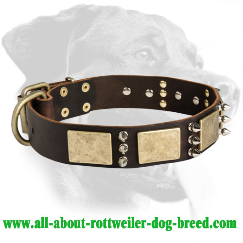 Buy Genuine Leather Rottweiler Collar, Brass