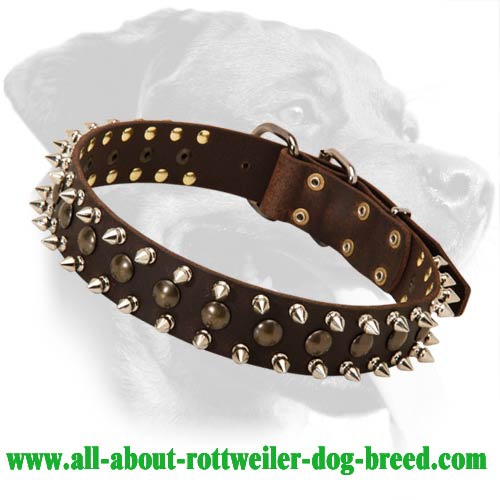 Buy Leather Rottweiler Collar, Brass Studs