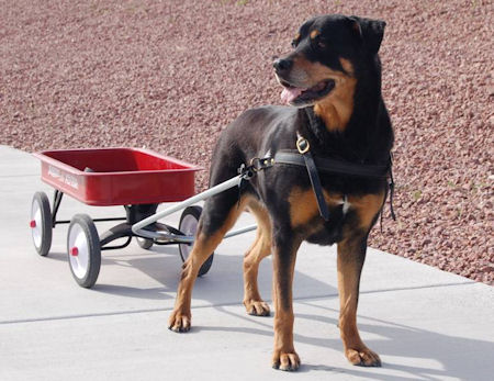 Dog pulling cart best sale