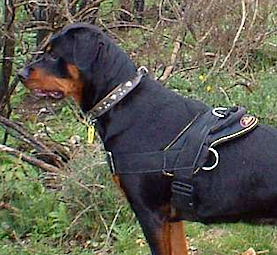 Rottweiler hot sale harness pulling